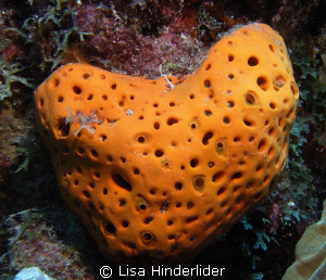 Sponge Heart----Ready for super Love absorption! 
Happy ... by Lisa Hinderlider 